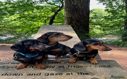 Miniature Dachshund dogs for sale: stunning litter of dachshunds - Image 2