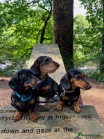 Miniature Dachshund dogs - Advert 13