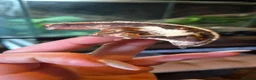 Gecko reptiles for sale: Breeding cresties and gargs and babies - Advert 12