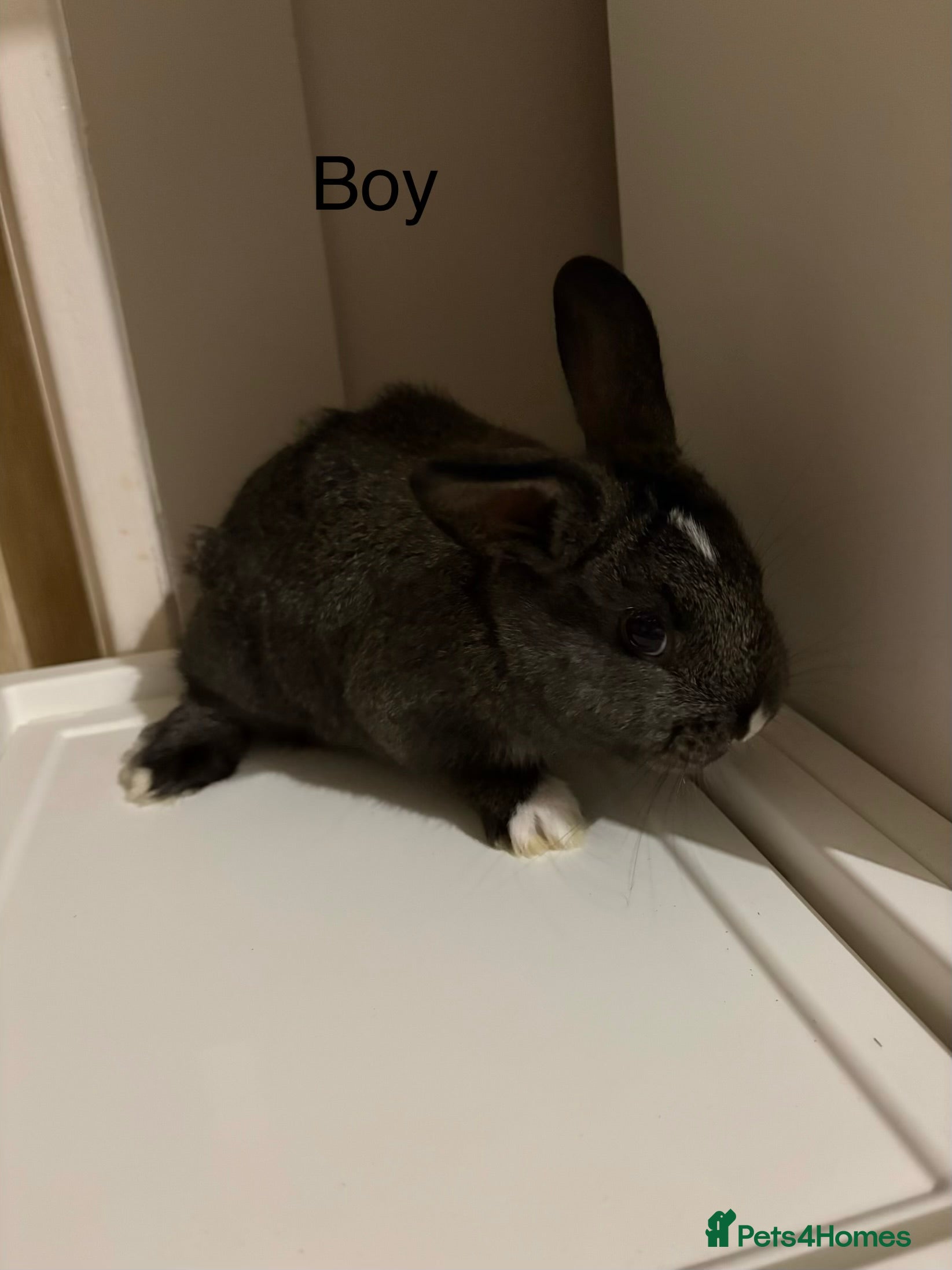 Mixed Breed rabbits 1X bucks 2X Does available Holland Lops - Advert 8