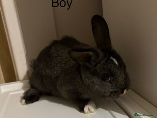 Mixed Breed rabbits 1X bucks 2X Does available Holland Lops - Advert 8