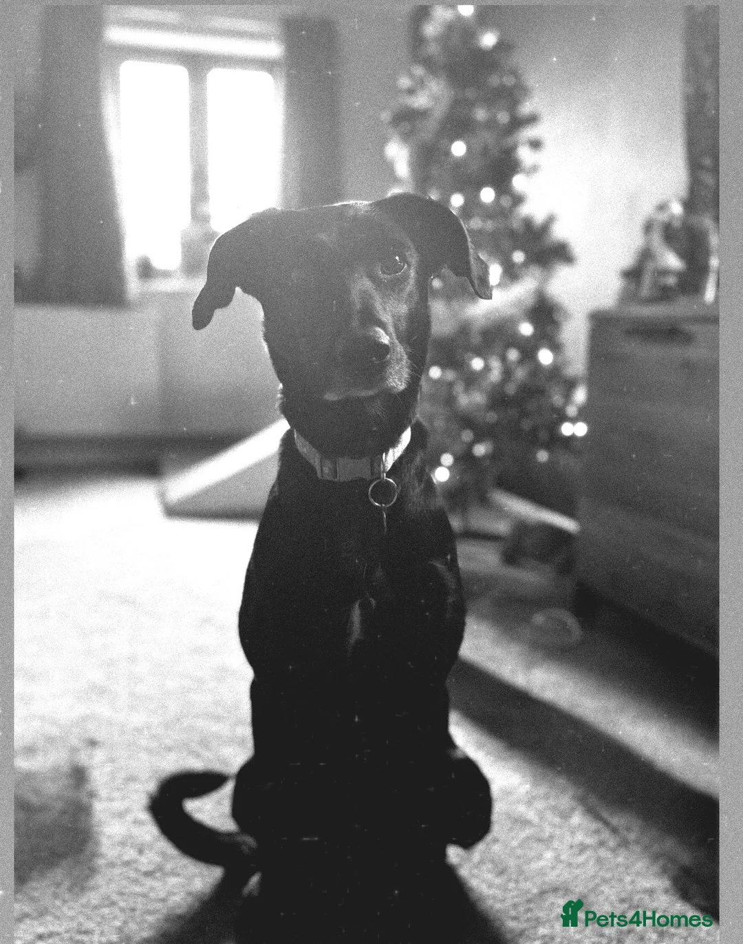 Mixed Breed dogs for sale: Tilly  - Advert 6