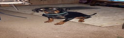 Dobermann dogs for sale: 3yr old Male Kiaser - Advert 1