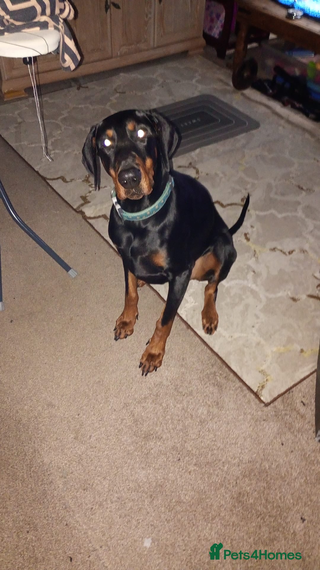 Dobermann dogs for sale: 3yr old Male Kiaser - Advert 1