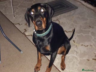 Dobermann dogs 3yr old Male Kiaser - Advert 1