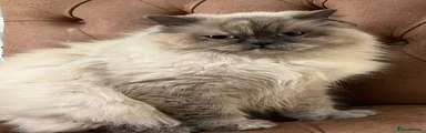 British Shorthair 4 ( Tokyo )