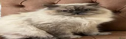 British Shorthair cats for sale: Beautiful British Shorthair & British Longhair  - Advert 17