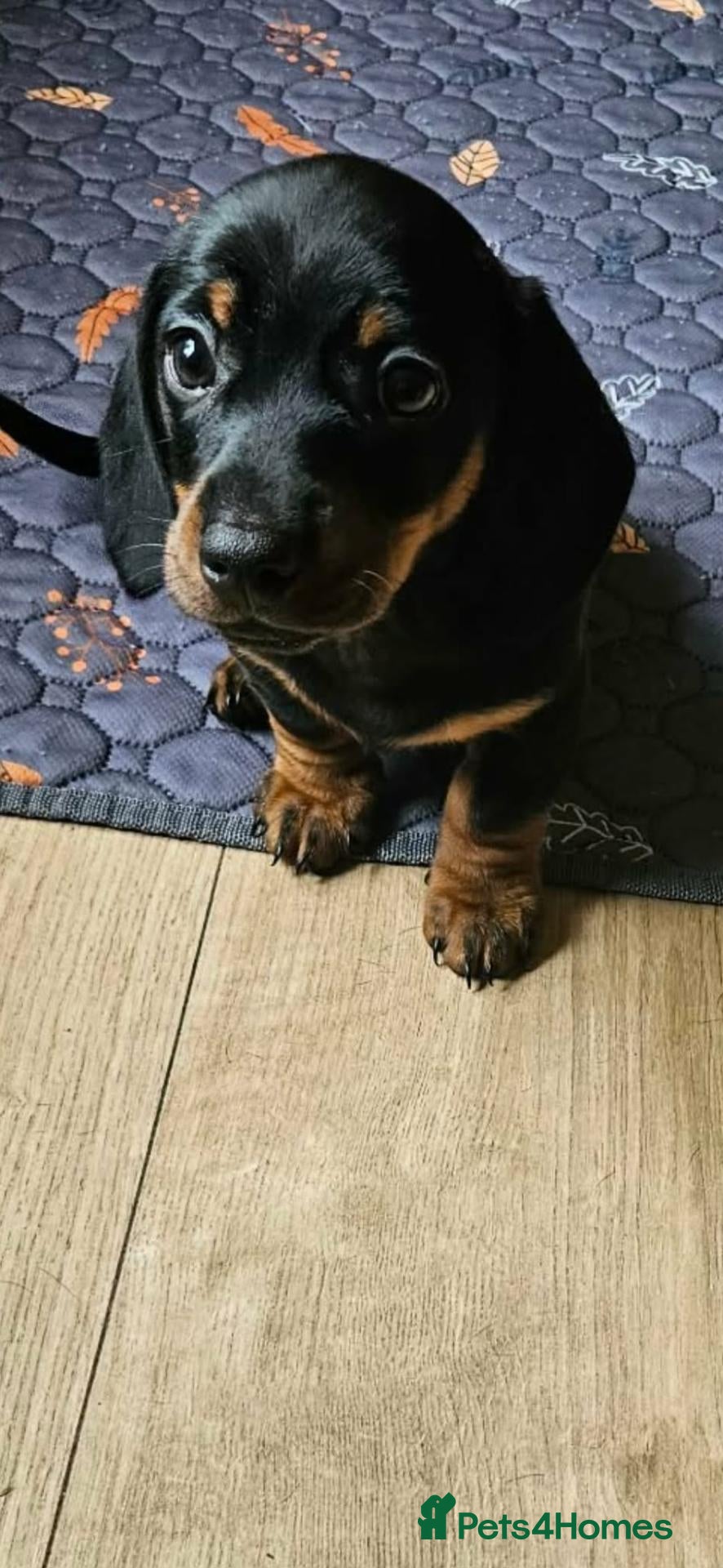 Dachshund dogs Miniature dachshund  - Advert 10