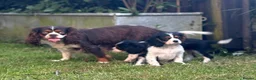 Cavalier King Charles Spaniel dogs for sale: 🐶 Health tested Cavalier King Charles Puppies 🐶  - Advert 13