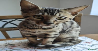 Bengal cats - Advert 14