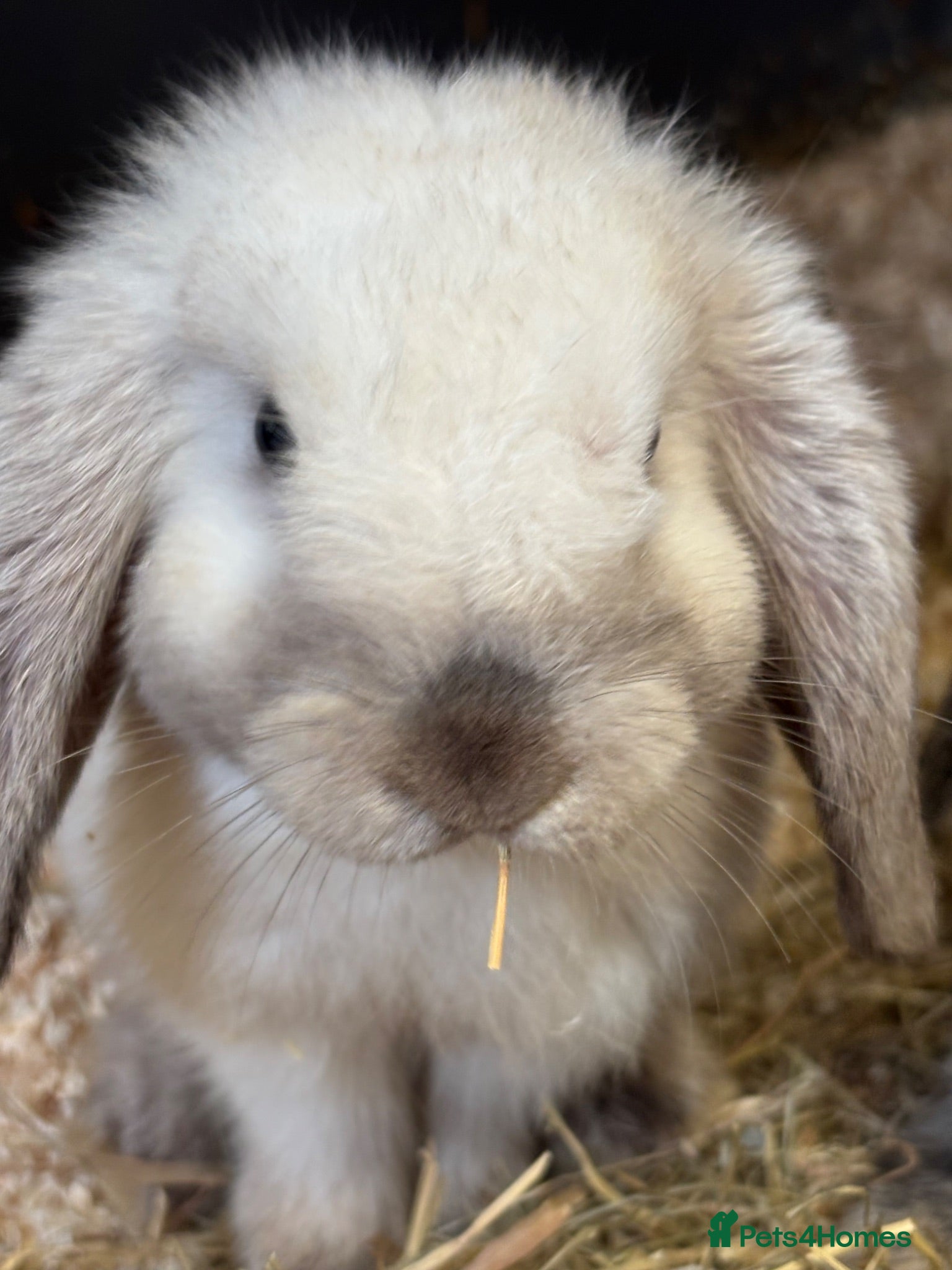 Mini Lop rabbits Beautiful 🤩 example of pure mini hand reared lops - Advert 1