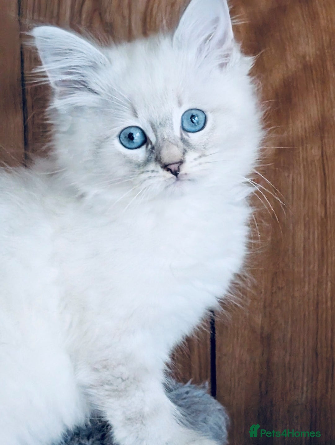 Neva Masquerade cats for sale: Adorable Siberian Neva Masquerade Kittens for Sale - Image 1