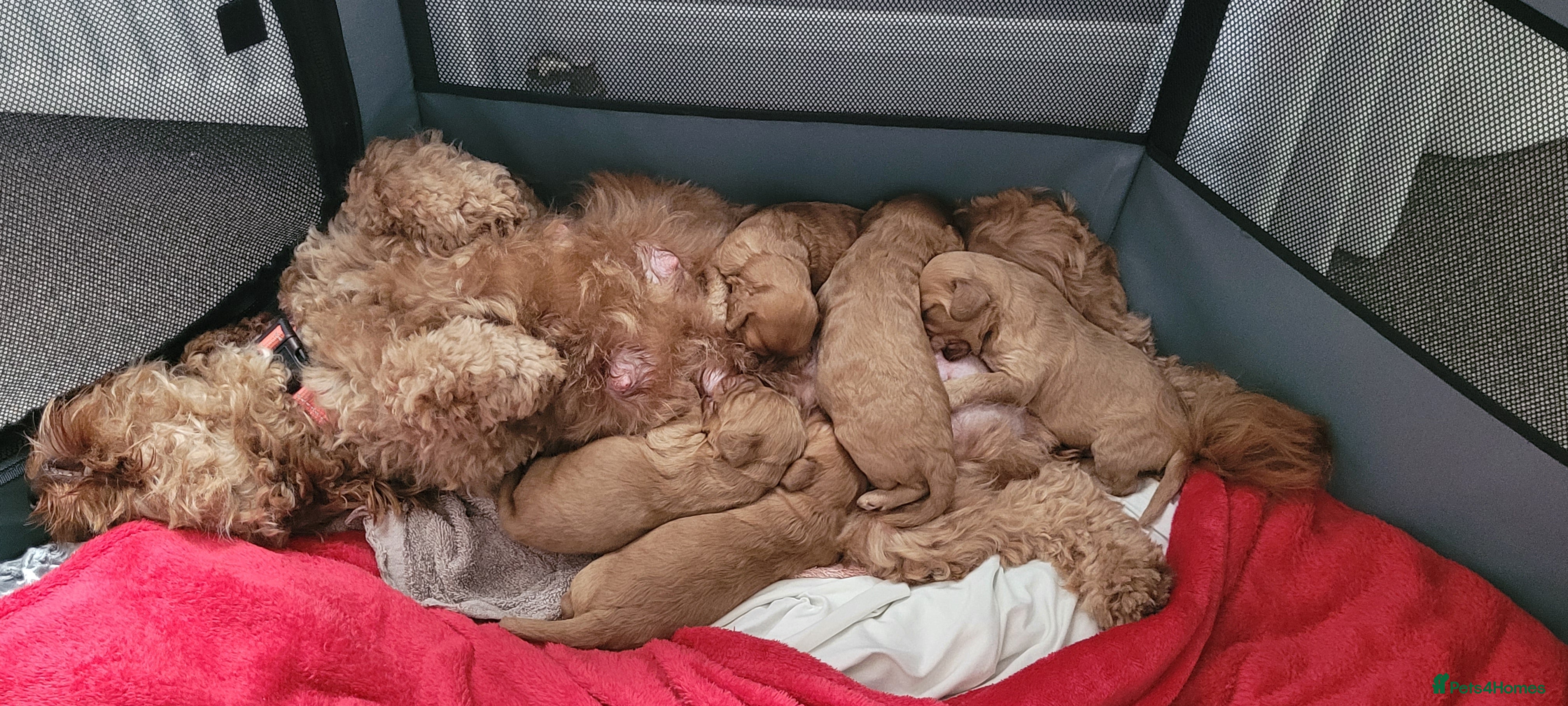 Cockapoo dogs F2 Golden Cockapoo pups - Advert 1