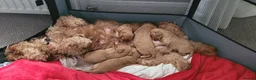Cockapoo dogs for sale: F2 Golden Cockapoo pups - Advert 1