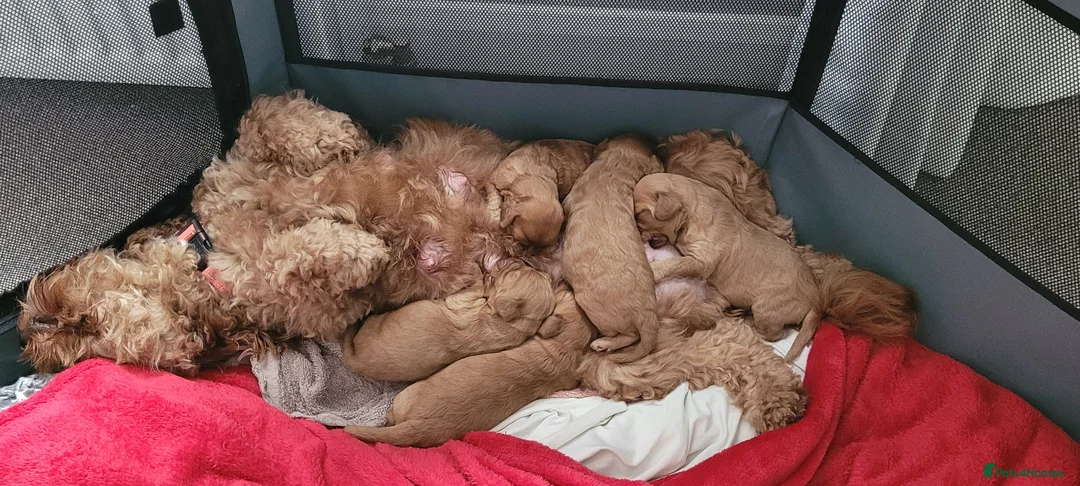 Cockapoo dogs for sale: F2 Golden Cockapoo pups - Advert 1