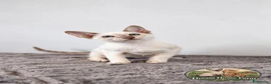 Siamese 1