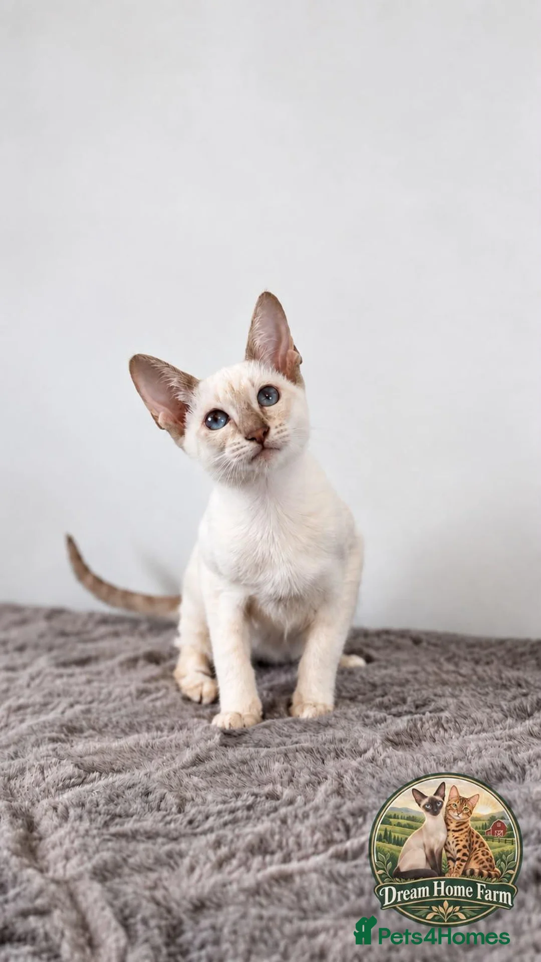 Siamese cats for sale: Siamese girl  - Advert 2
