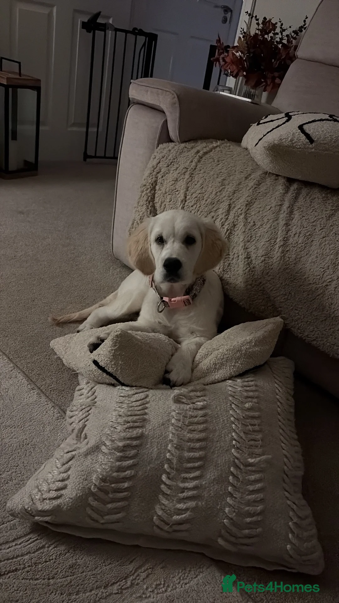 Golden Retriever dogs for sale: Golden Retriever pup - Advert 2