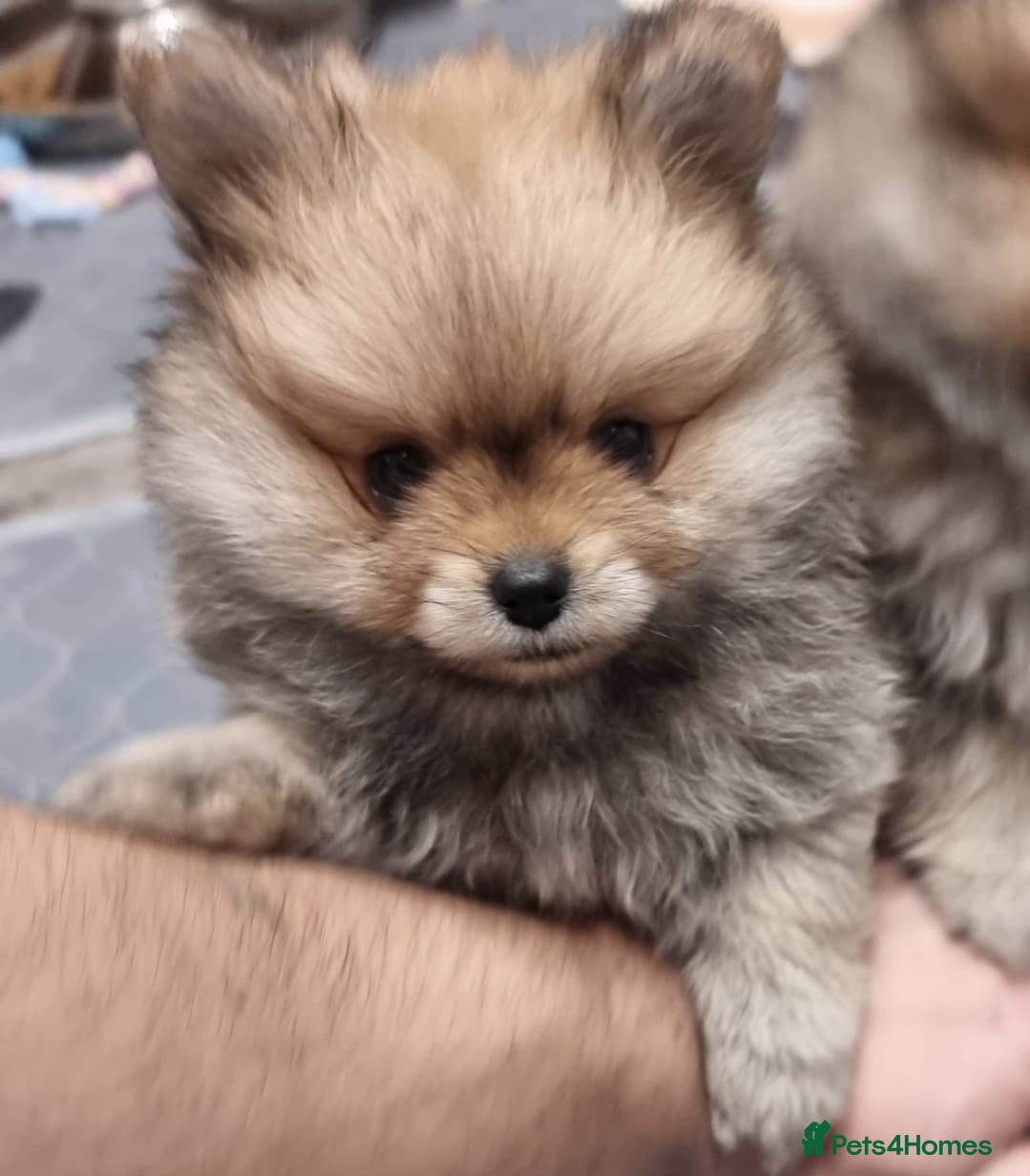 Pomeranian dogs GORGEOUS POMERANIAN PUPPIES!! 🐶🐶🐶 - Advert 3