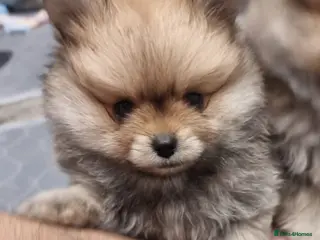 Pomeranian dogs GORGEOUS POMERANIAN PUPPIES!! 🐶🐶🐶 - Advert 3