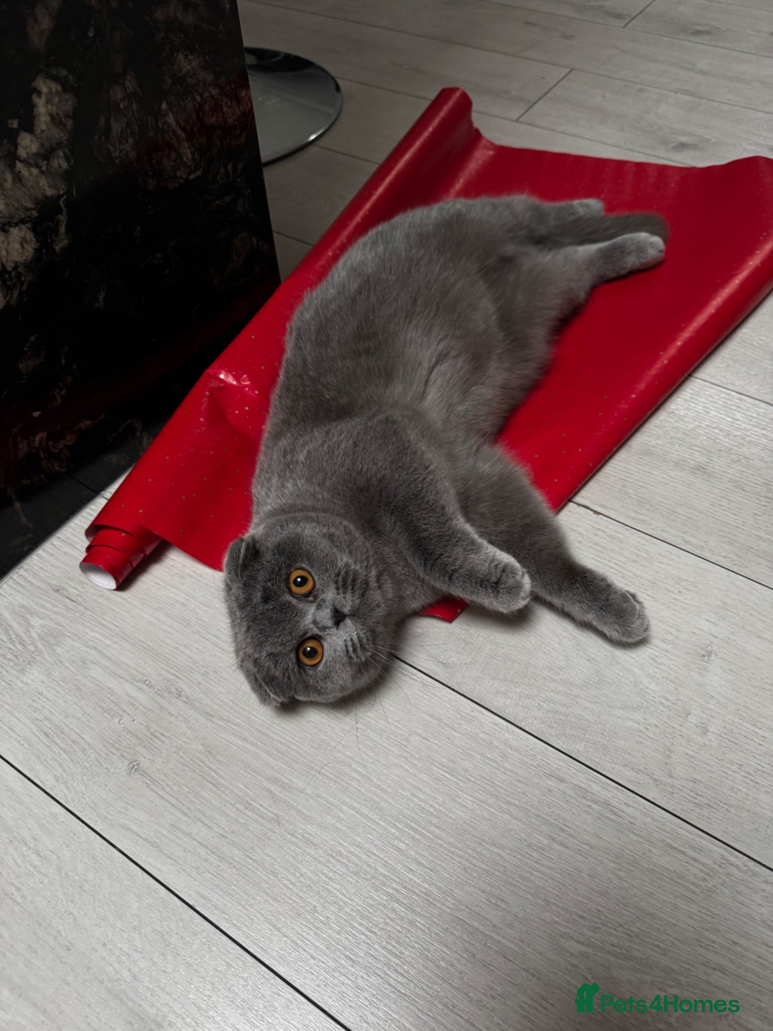 British Shorthair cats Kittens for sale - Advert 2