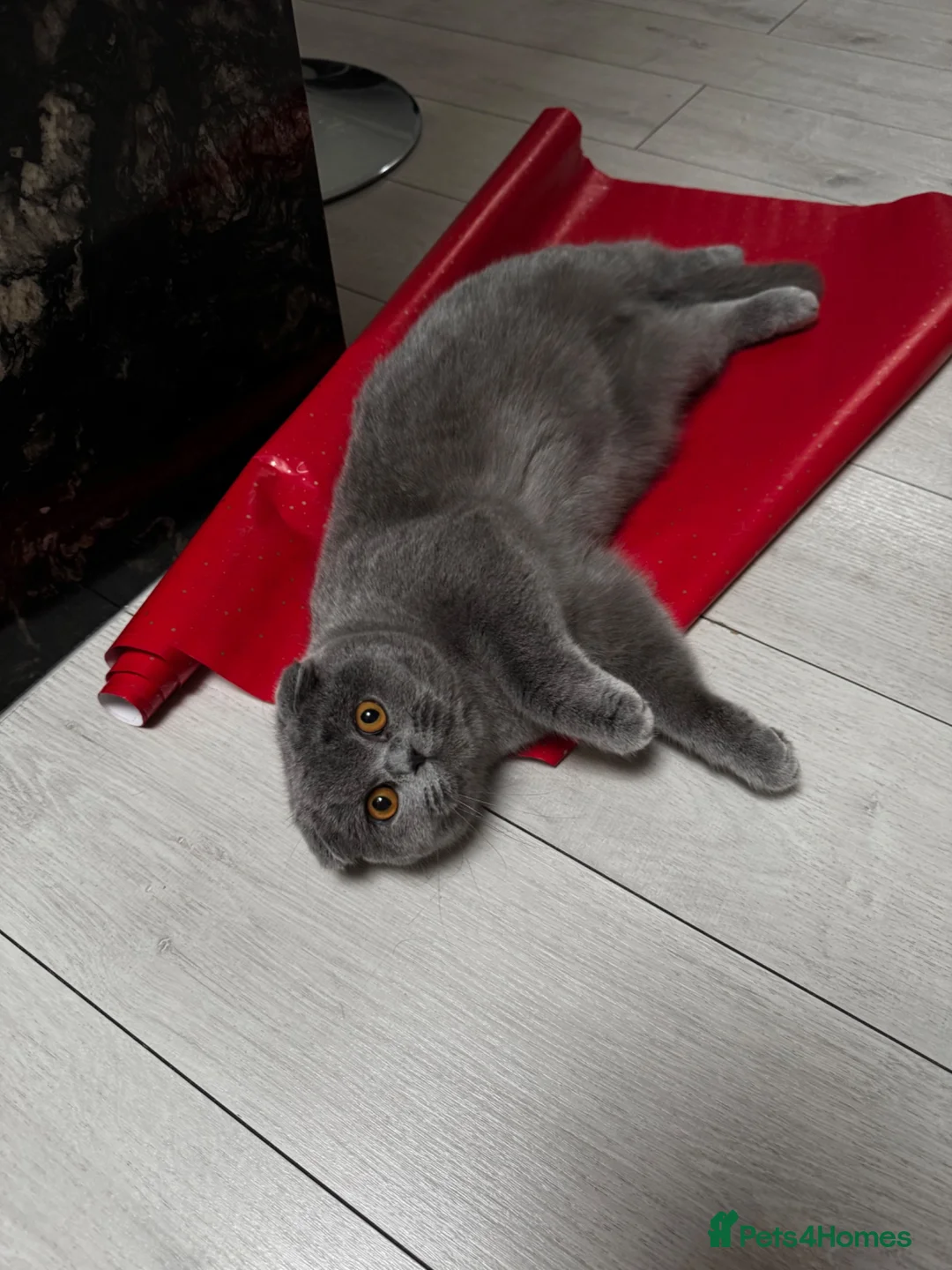 British Shorthair cats for sale: Kittens for sale - Advert 1