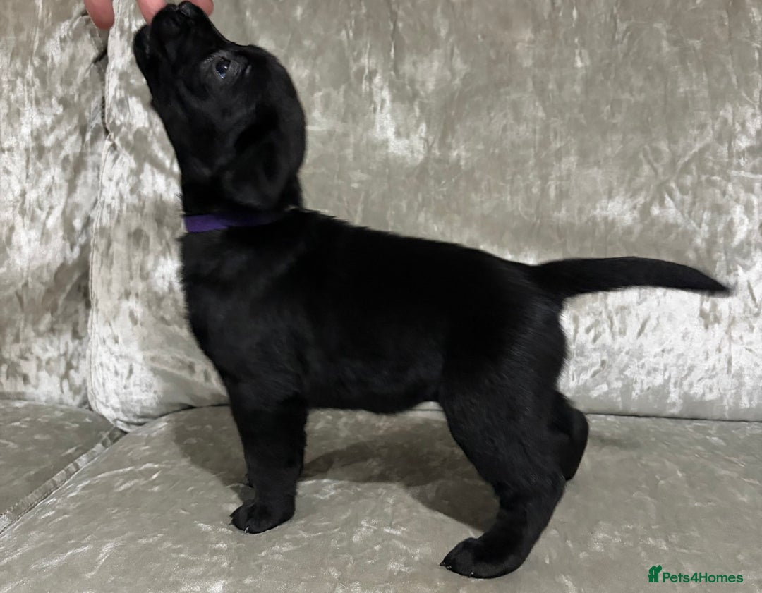 Labrador Retriever dogs for sale: KC labrador retriever puppies - Advert 4