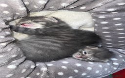 British Shorthair cats for sale: 2 Grey male British Shorthair kittens for sale  - Image 8