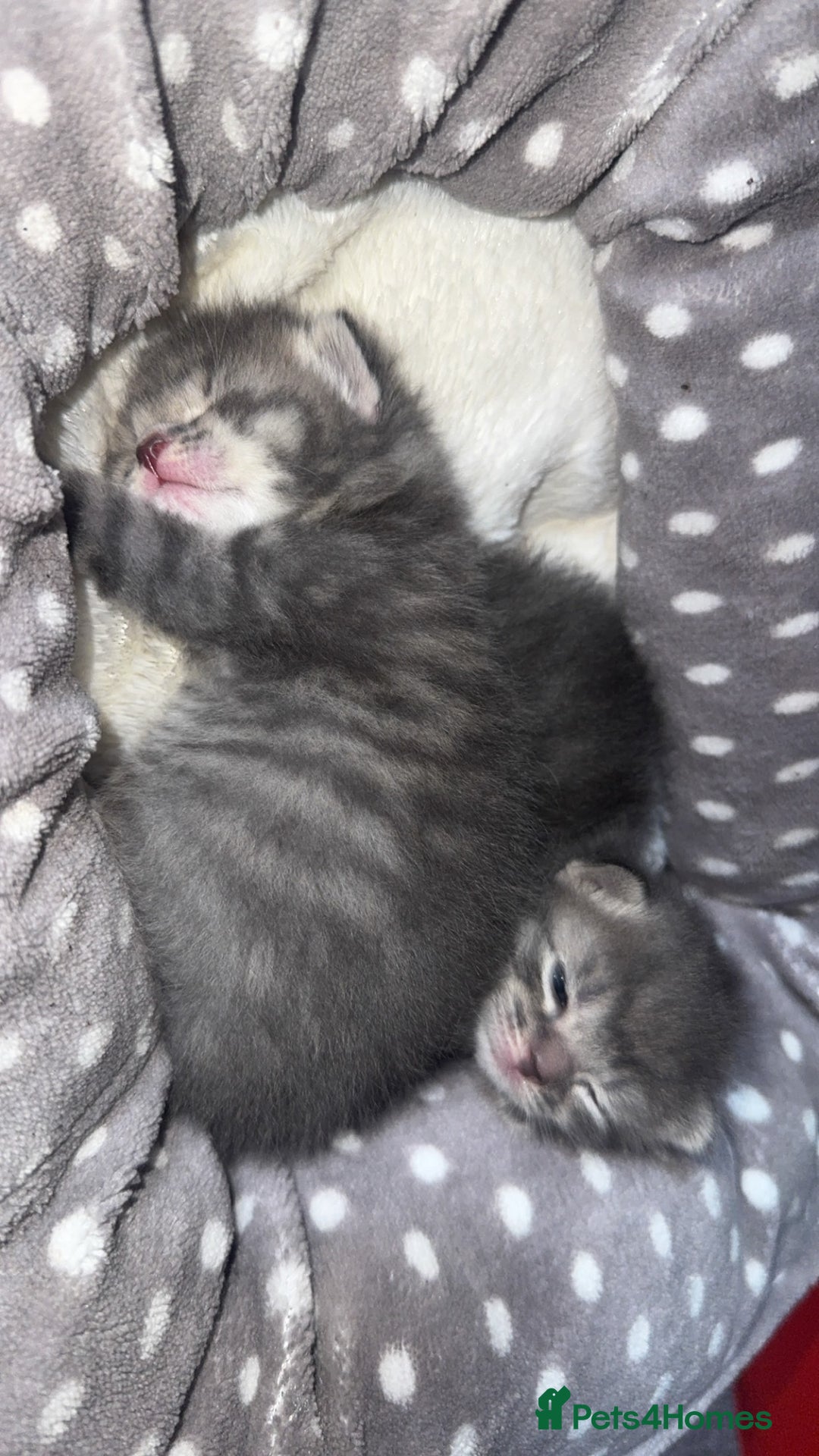 British Shorthair cats for sale: 2 Grey male British Shorthair kittens for sale  - Image 8