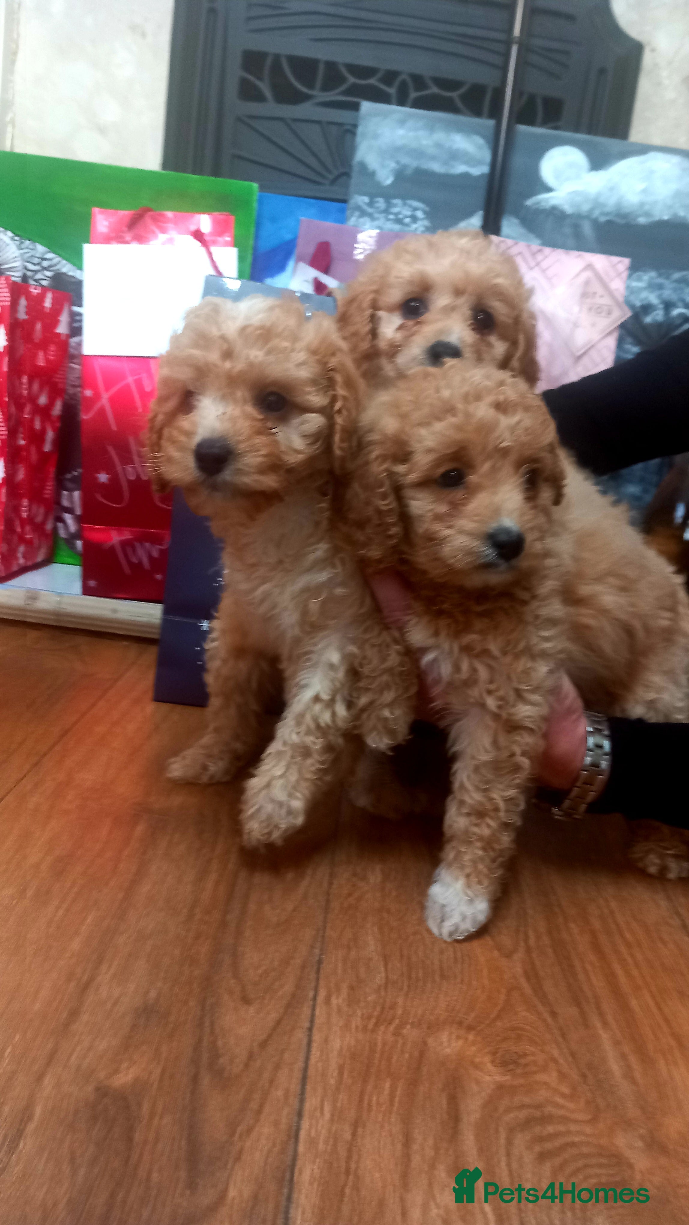 Cavapoo dogs 6 beautiful cavapoo puppies - Advert 4