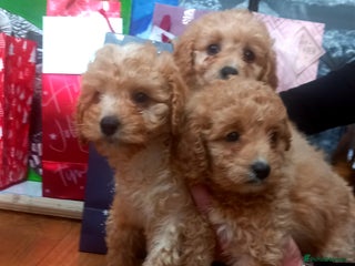 Cavapoo dogs 6 beautiful cavapoo puppies - Advert 6