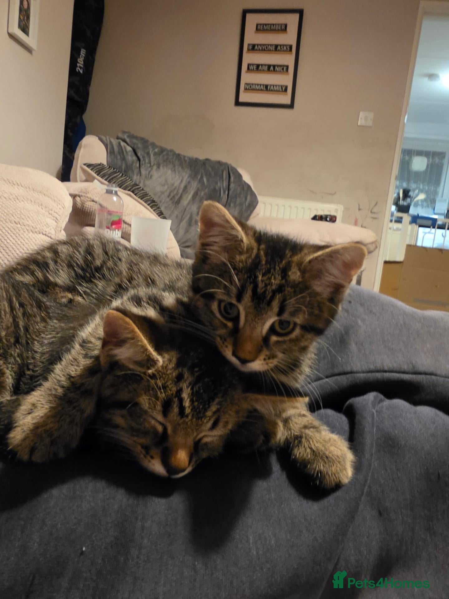 Mixed Breed cats for sale: Bengal X  - Advert 10