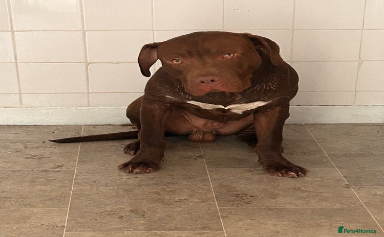 American Bull Staffy dogs - Advert 1