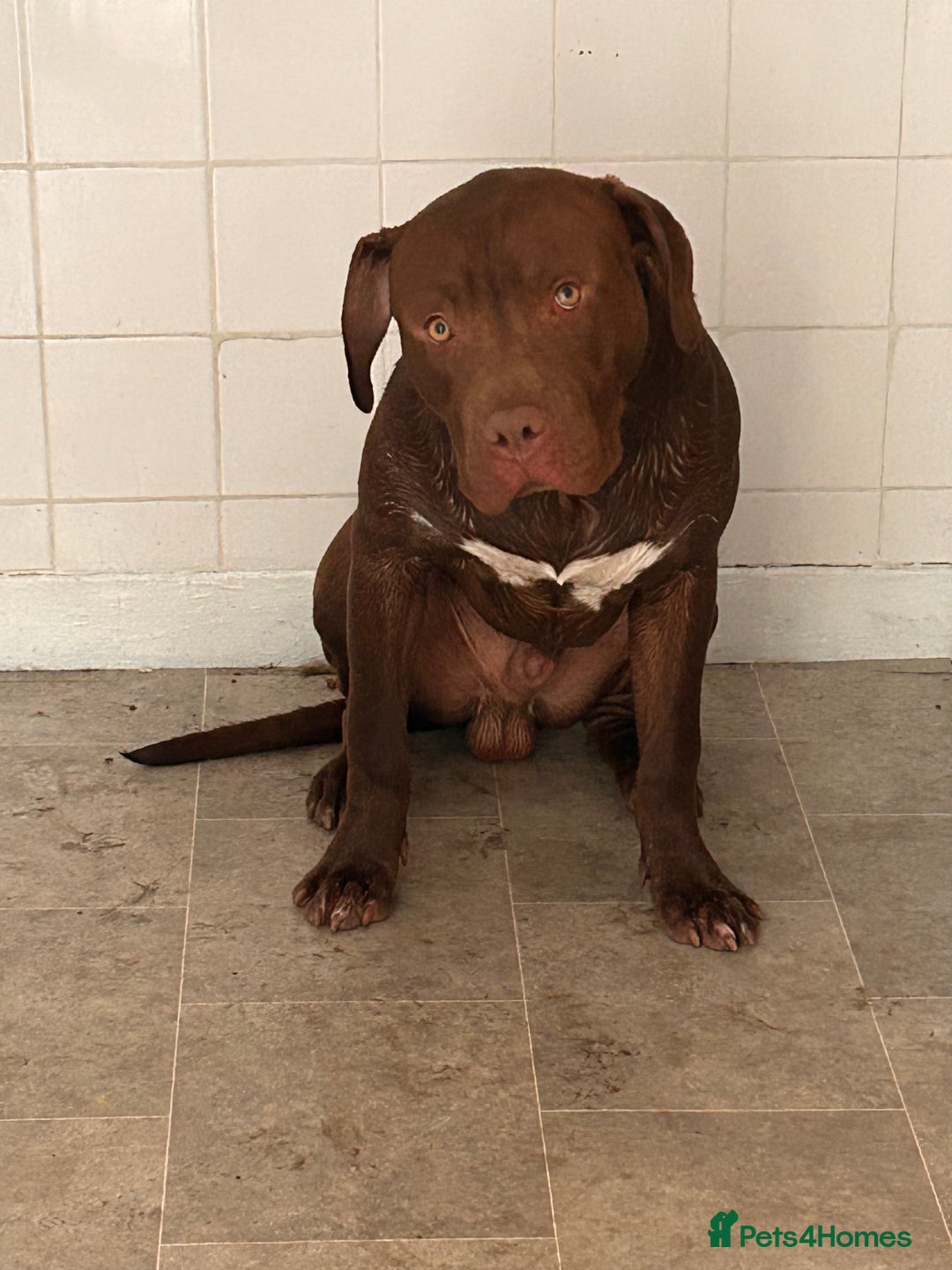 American Bull Staffy dogs for sale: American staffy - Image 1
