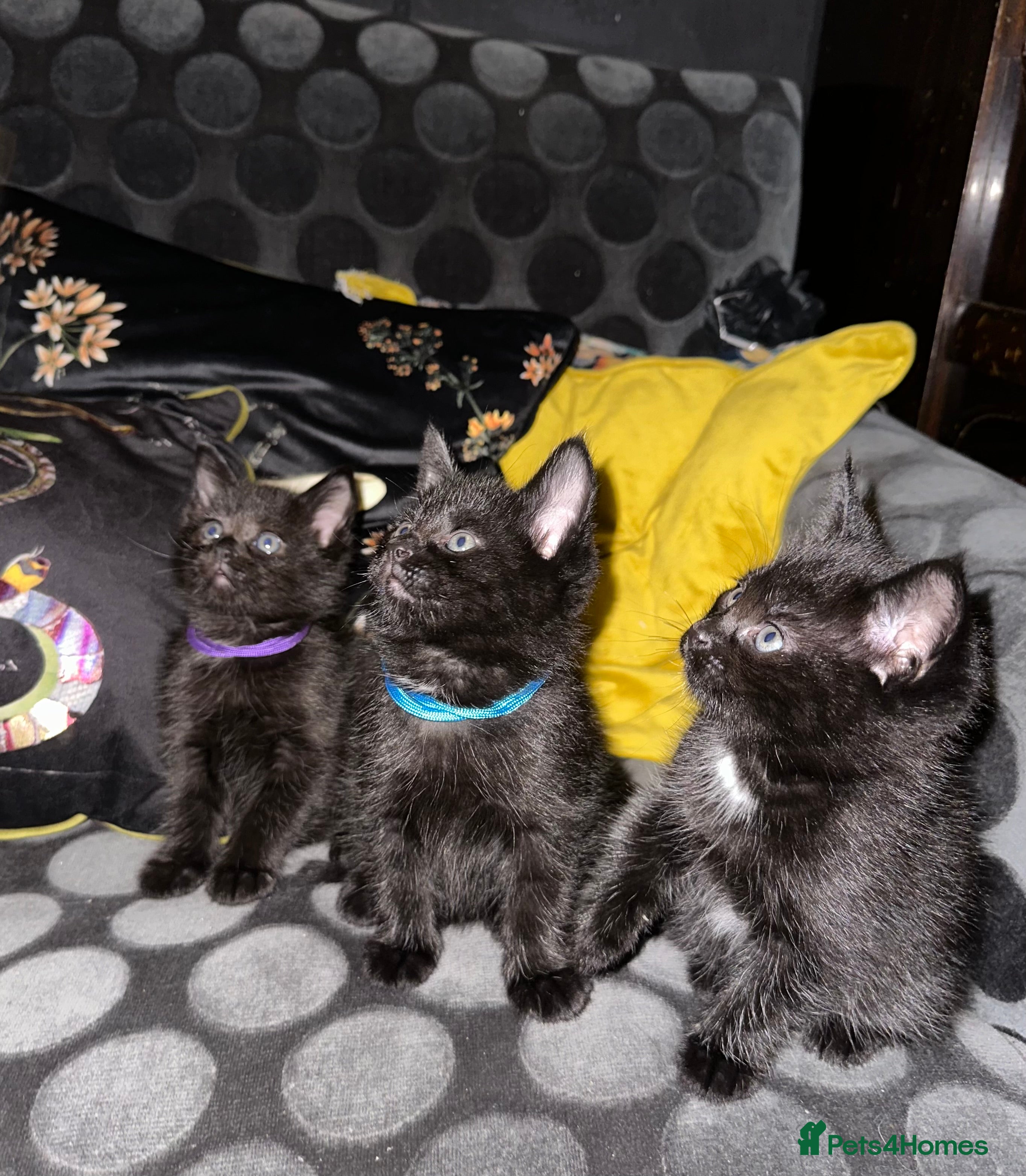 Maine Coon cats Maine Coon Kittens  - Advert 1