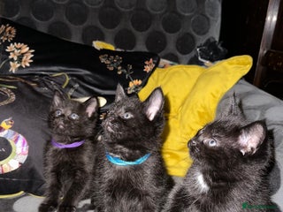 Maine Coon cats Maine Coon Kittens - Advert 1