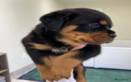 Rottweiler dogs for sale: Beautiful Purebred Rottweiler Puppies - Image 2