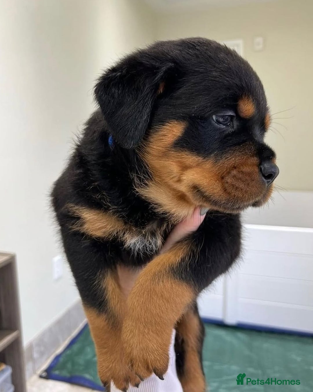 Rottweiler dogs for sale: Beautiful Purebred Rottweiler Puppies - Image 2