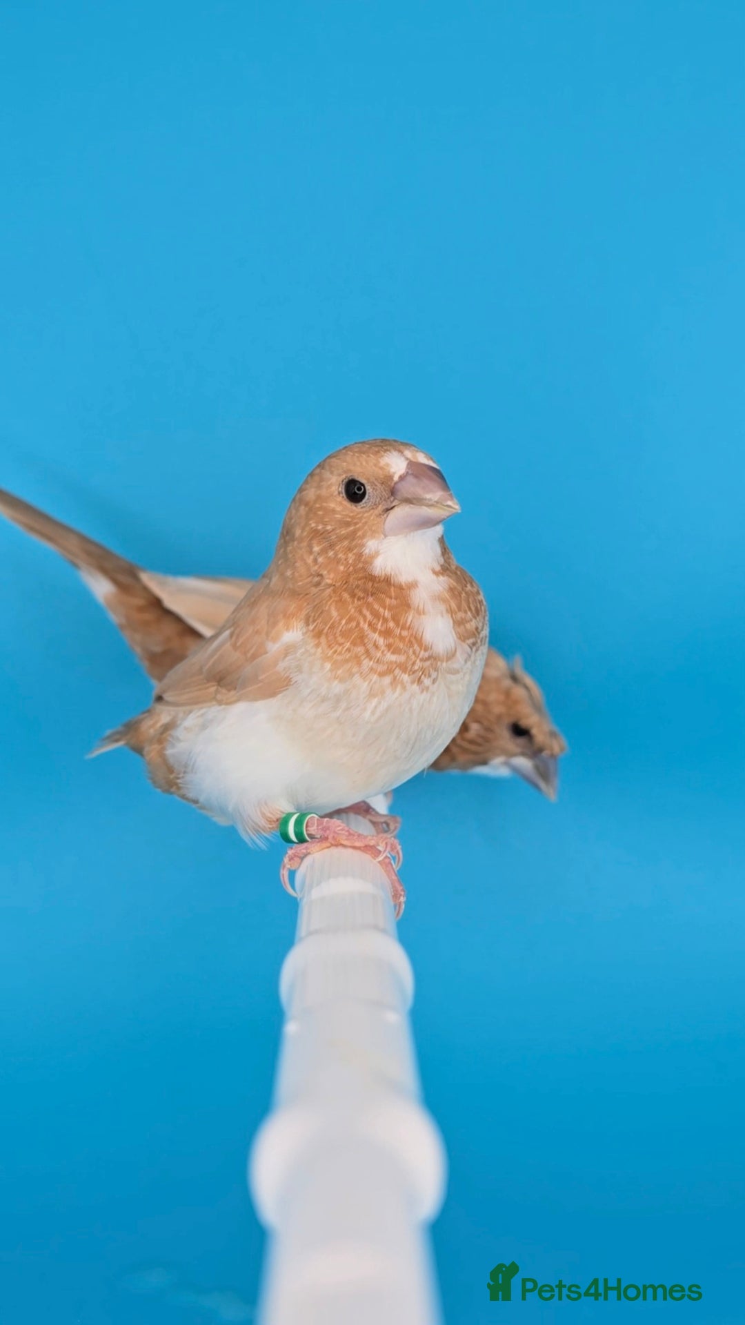 Finches birds for sale: Bengalese finches  - Advert 8