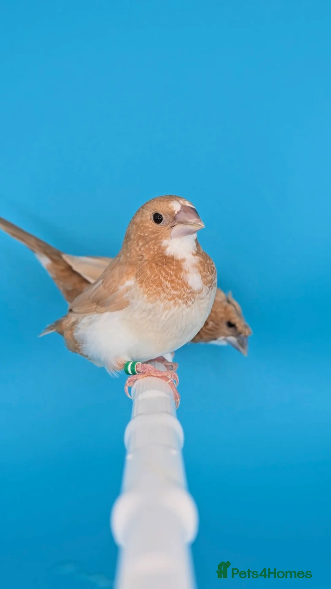 Finches birds for sale: Bengalese finches  - Advert 8