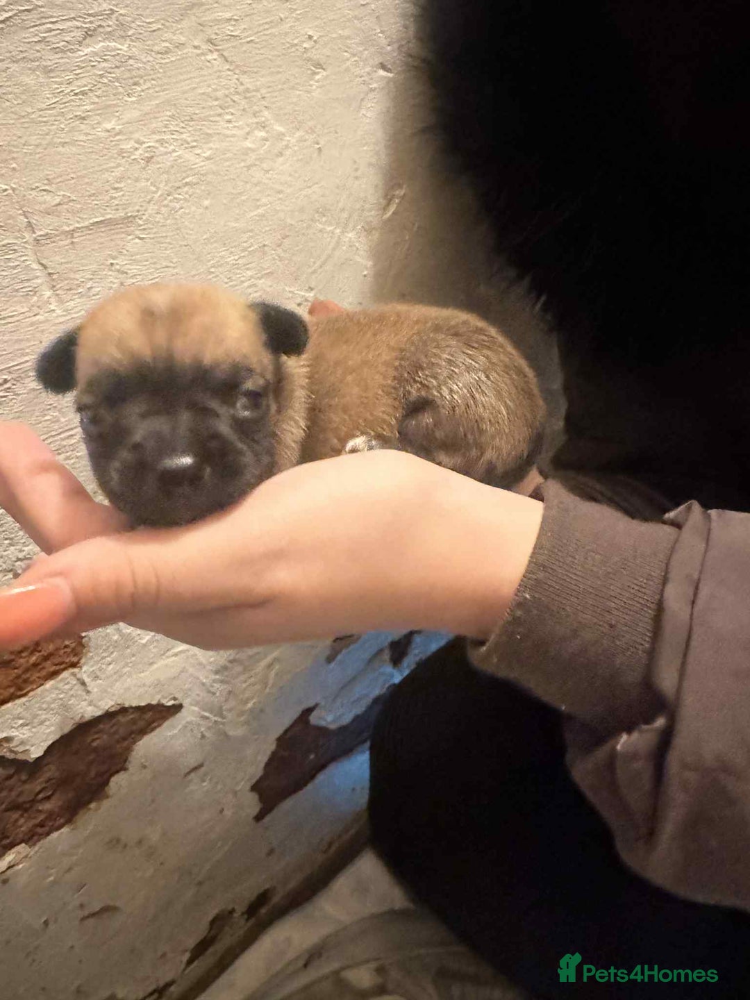 Chihuahua dogs for sale: Chihuahua girl pups  - Image 24