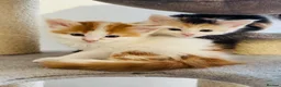 Maine Coon cats for sale: Maine coon kittens  - Advert 31