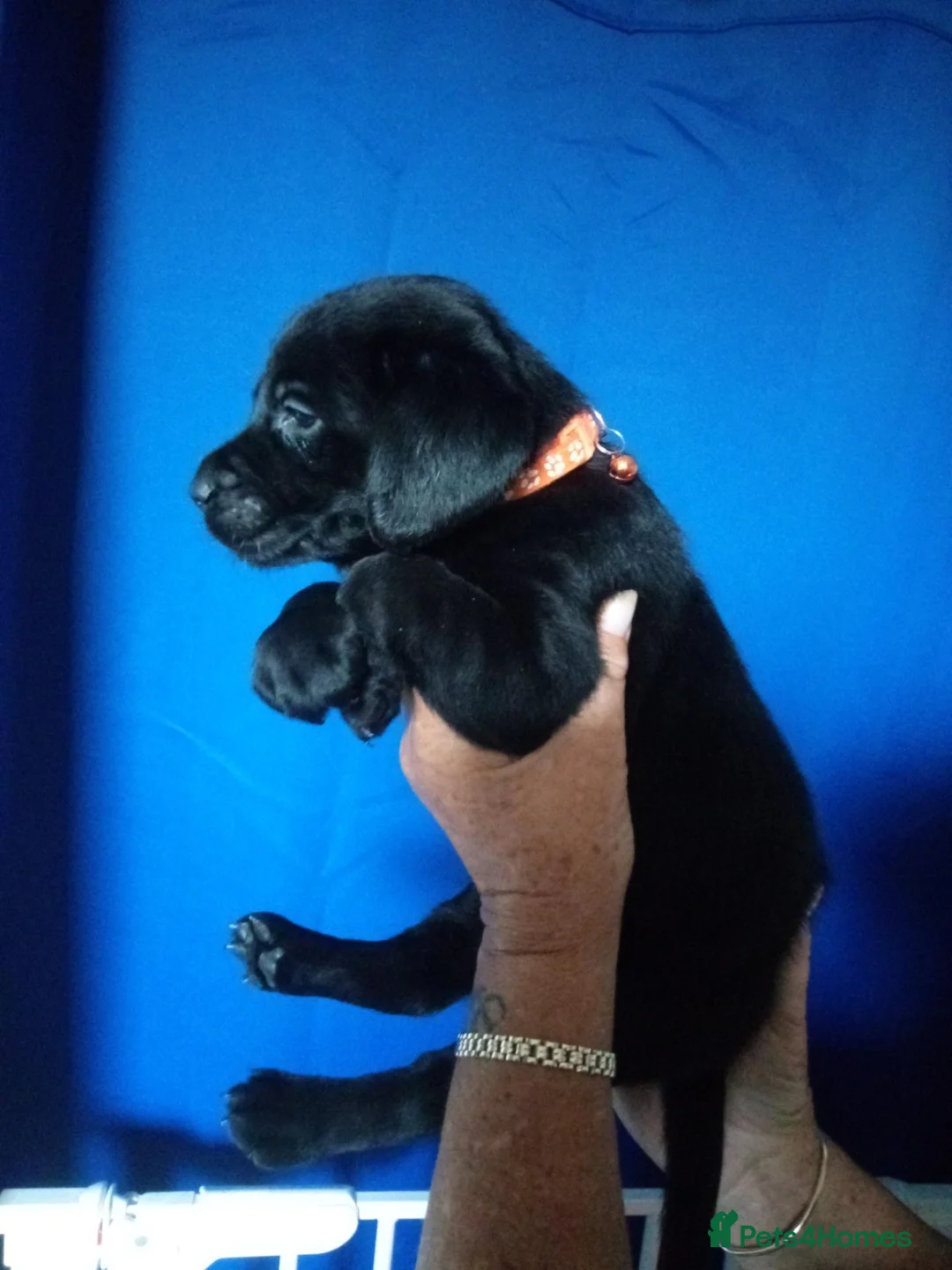 Labrador Retriever dogs for sale: 3 black Labrador puppys  - Advert 4