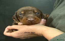Dobermann dogs for sale: DOBERMAN PUPPIES WITH FANTASTIC PEDIGREE - Image 5