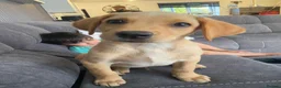 Labrador Retriever dogs for sale: Beautiful Yellow Labrador Retriever Puppy - Advert 4