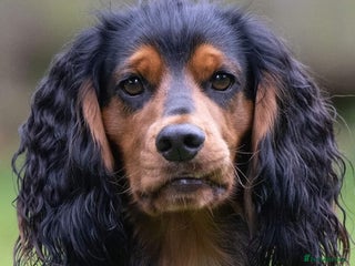 Cocker Spaniel dogs in Ipswich - Advert 2