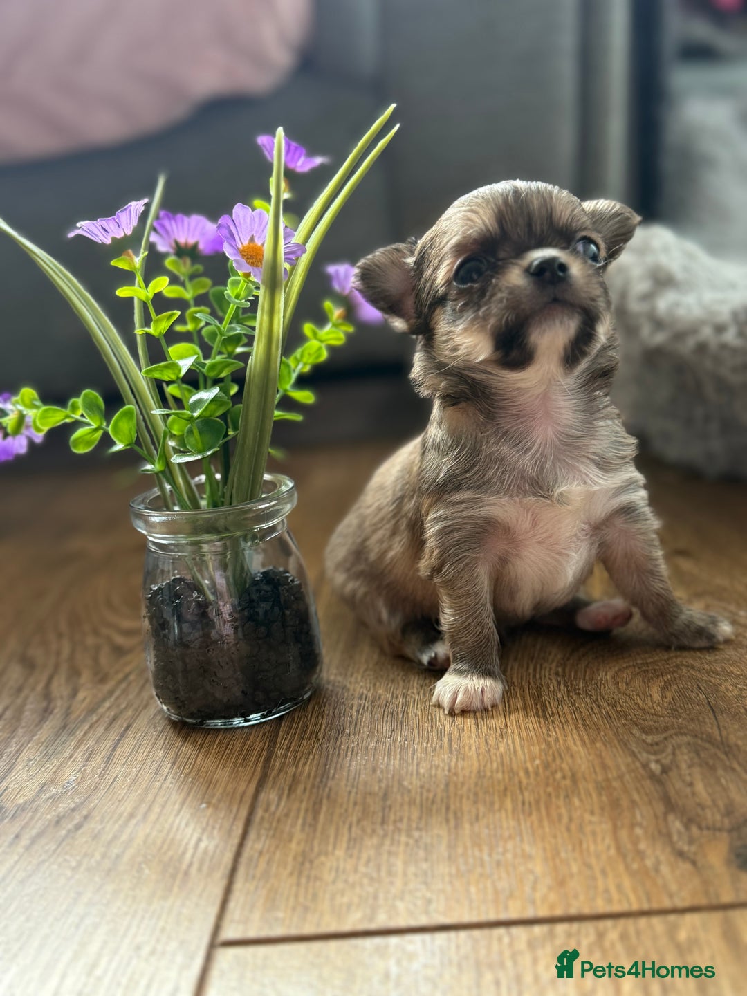 Chihuahua dogs for sale: Last show quality KC long coat Boy  - Advert 9