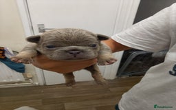 French Bulldog dogs for sale: French bulldog carrying fluffy and isabella - Image 1