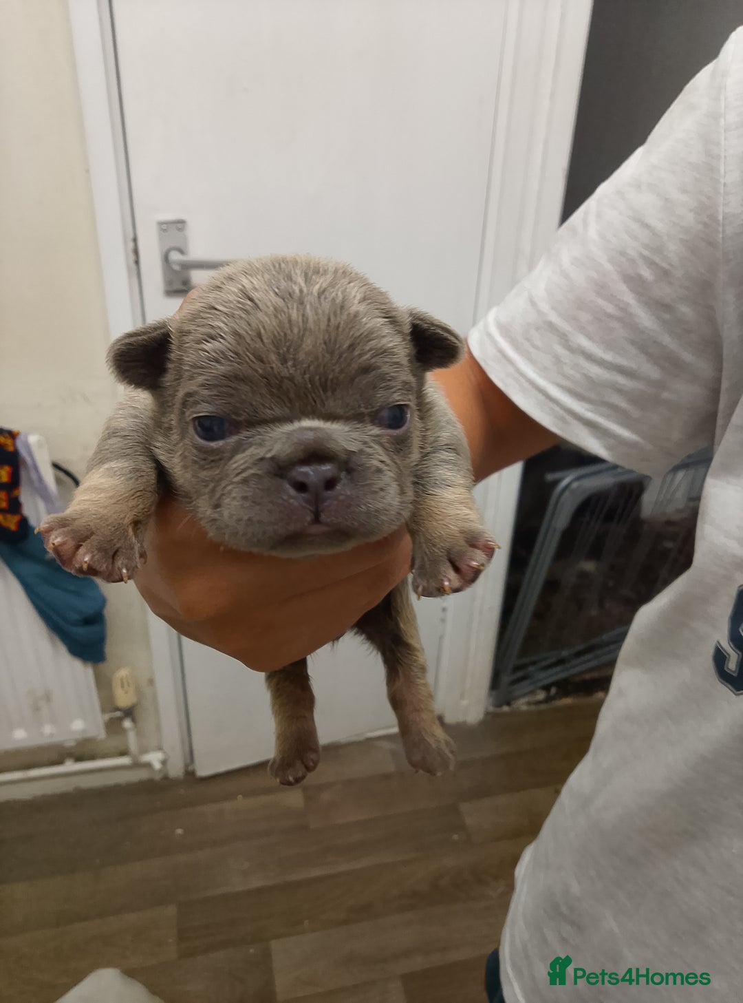 French Bulldog dogs for sale: French bulldog carrying fluffy and isabella - Image 1