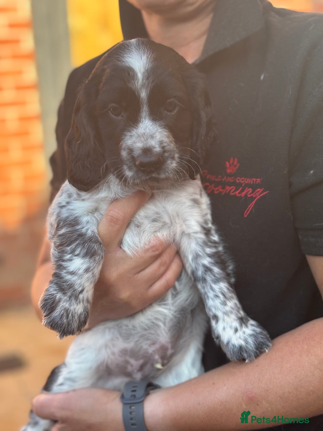 Cocker Spaniel dogs for sale: Exceptional Working Cocker Spaniel Pups–Ready Now! - Image 5